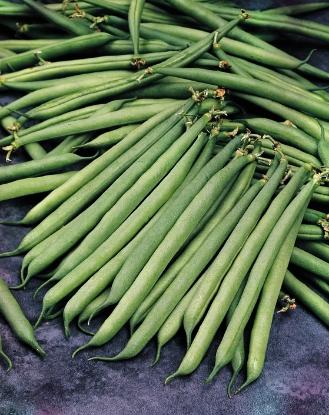Picture of Dwarf French Bean Safari